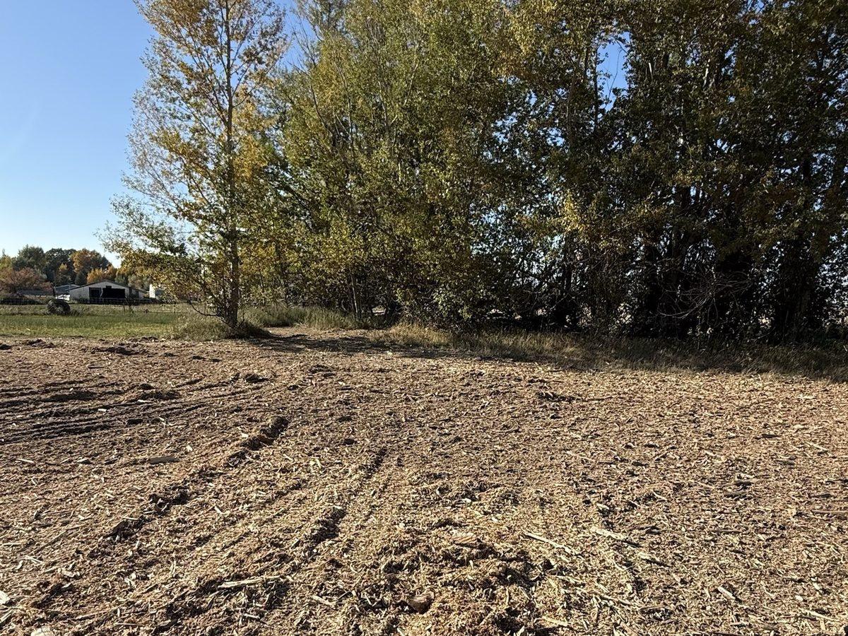 Overgrown ground cleared and mulched, ready to use